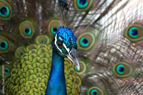 Stolzer Pfau