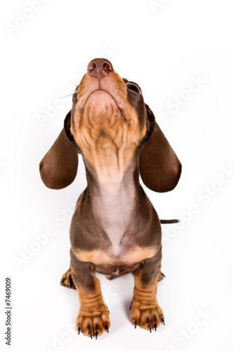 Dachshund puppy isolated on white