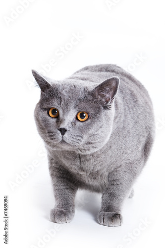 British cat on white