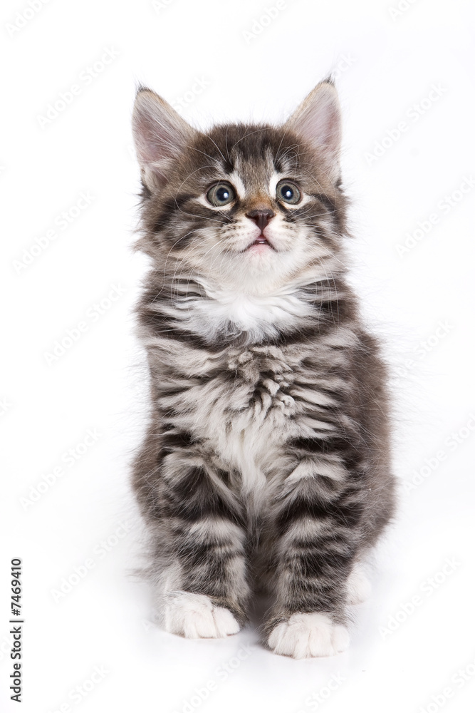 Siberian kitten on white background