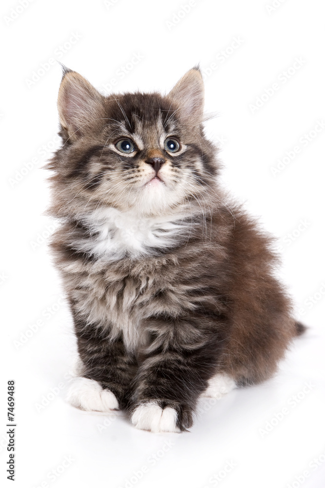 Obraz premium Kotek syberyjski na białym tle