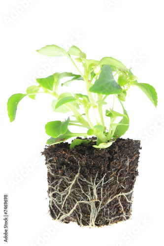 Impatiens baby plant.