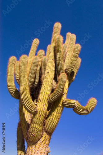 Pasacana Cactus (Trichocereus pasacana) photo