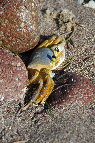 crabe photo