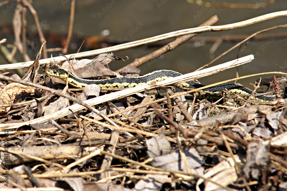 grass snake grass snake