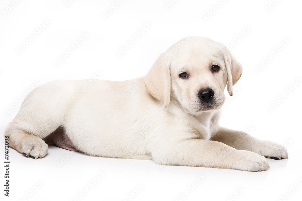 Labrador Retriever puppy on white Labrador Retriever puppy on white