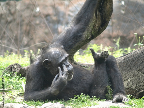 Fotografie, Tablou Chimp with fingers on his face