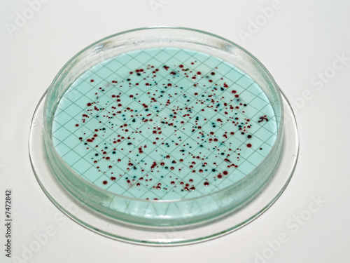 Bacterial Colonies