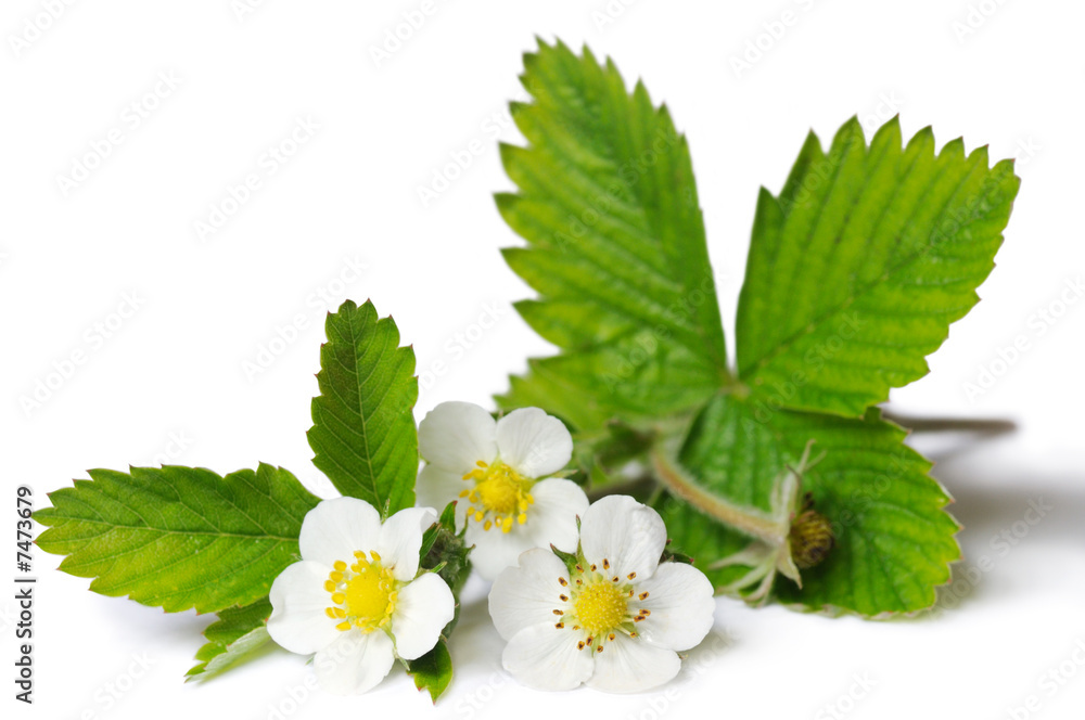 ramo di fragola