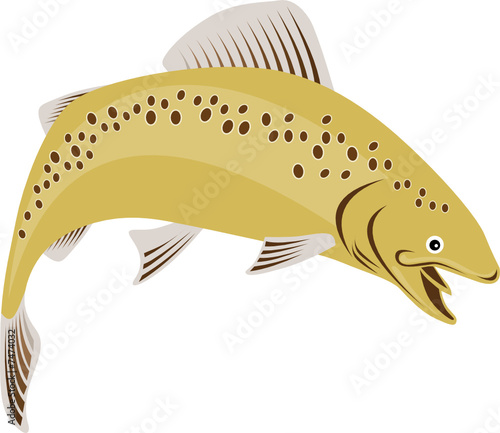 Brown trout