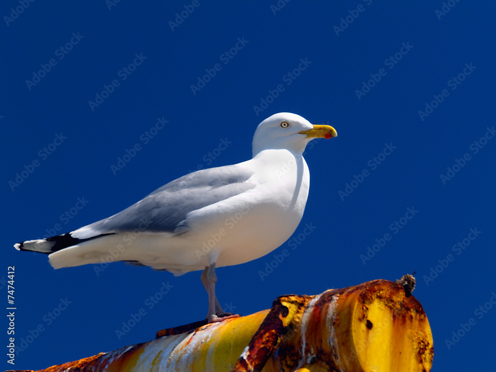 Obraz premium SEAGULL PROFILE