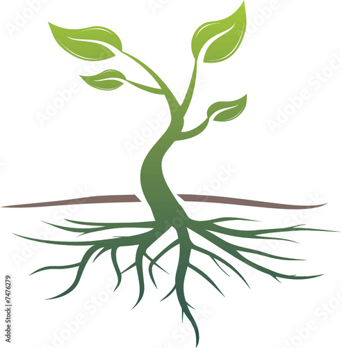ARBRE ENRACINE