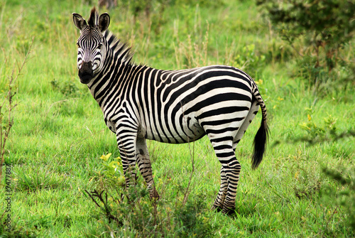 Zebra