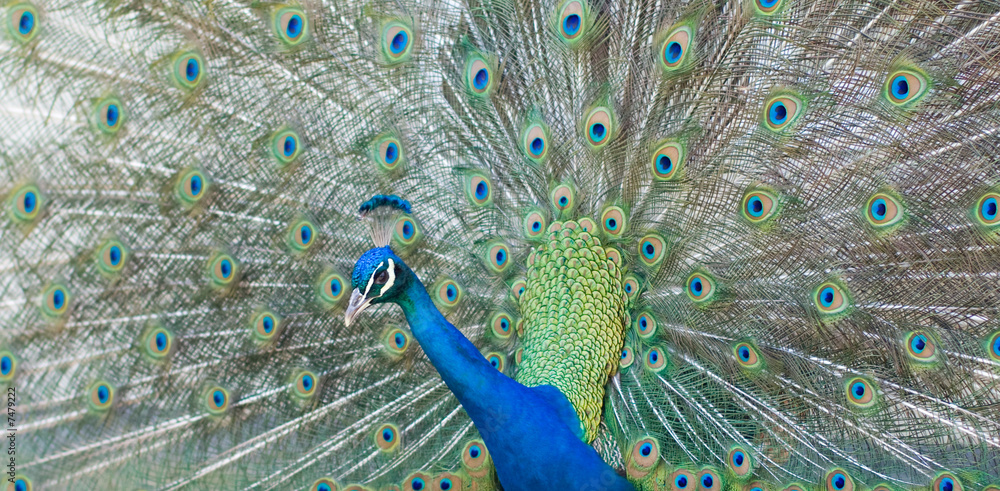 Fototapeta premium paon