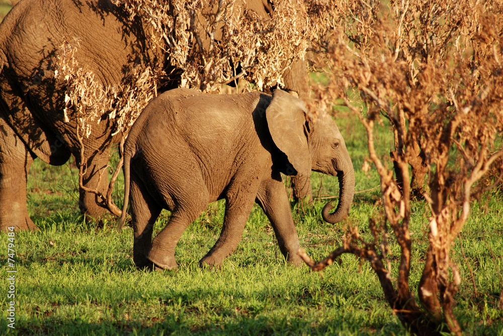 Fototapeta premium Elephant