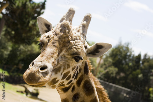 Fototapeta Naklejka Na Ścianę i Meble -  Closeup of a Giraffe head staring at camera