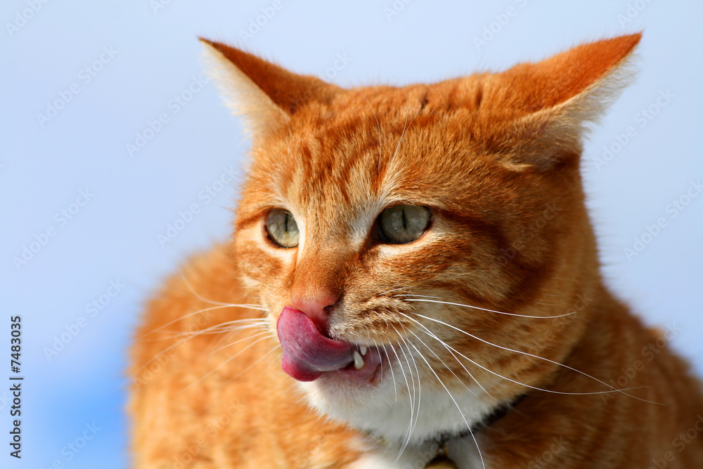 Yellow Tabby Cat Licking