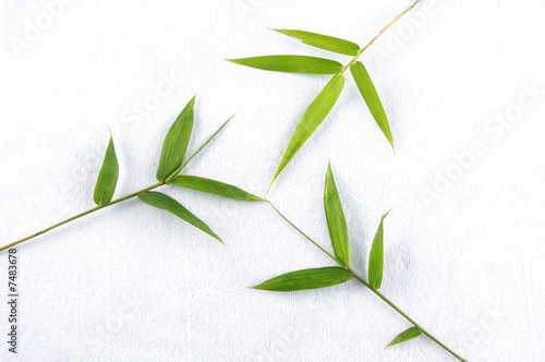 Bamboo Stock with green leaf