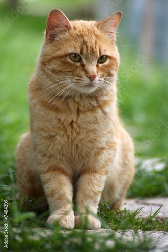 Wallpaper Mural Micio rosso Torontodigital.ca