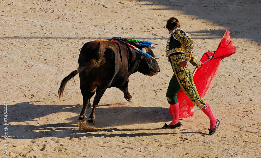 Fototapeta premium torero