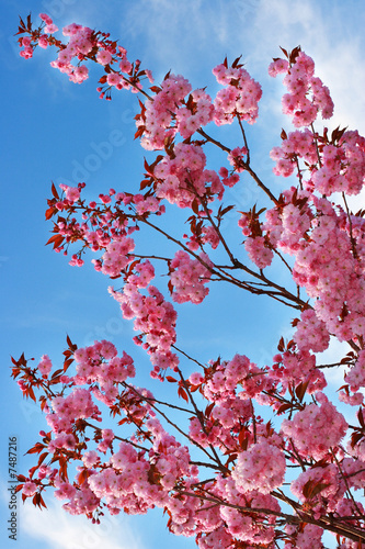 Pink cherry blossom over blue sky