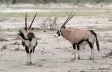 Two Oryx antelopes