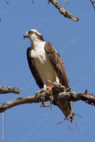 Osprey with Dinner