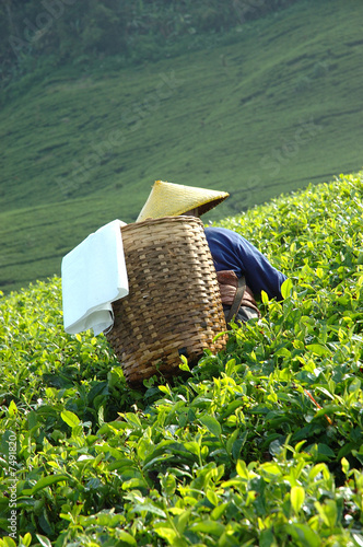 tea plantation