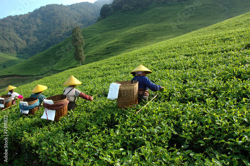 tea plantation photo