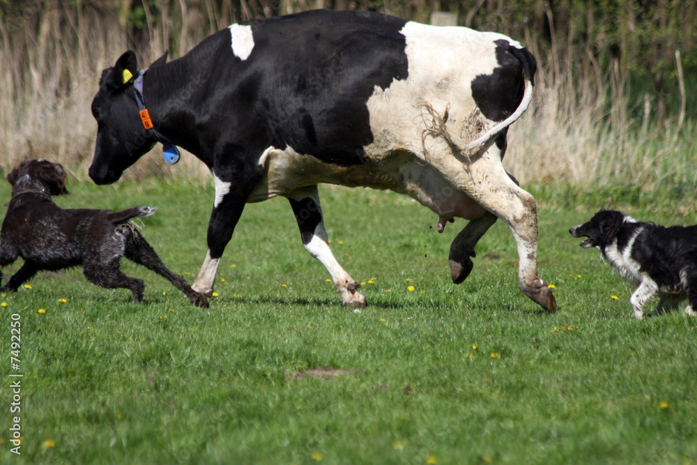 hunde jagen