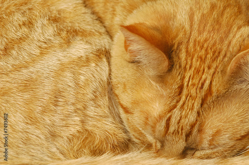 nothing but ginger cat fur © Steve Mann