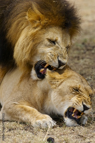 African Lions