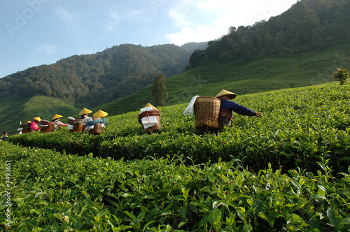 tea plantation