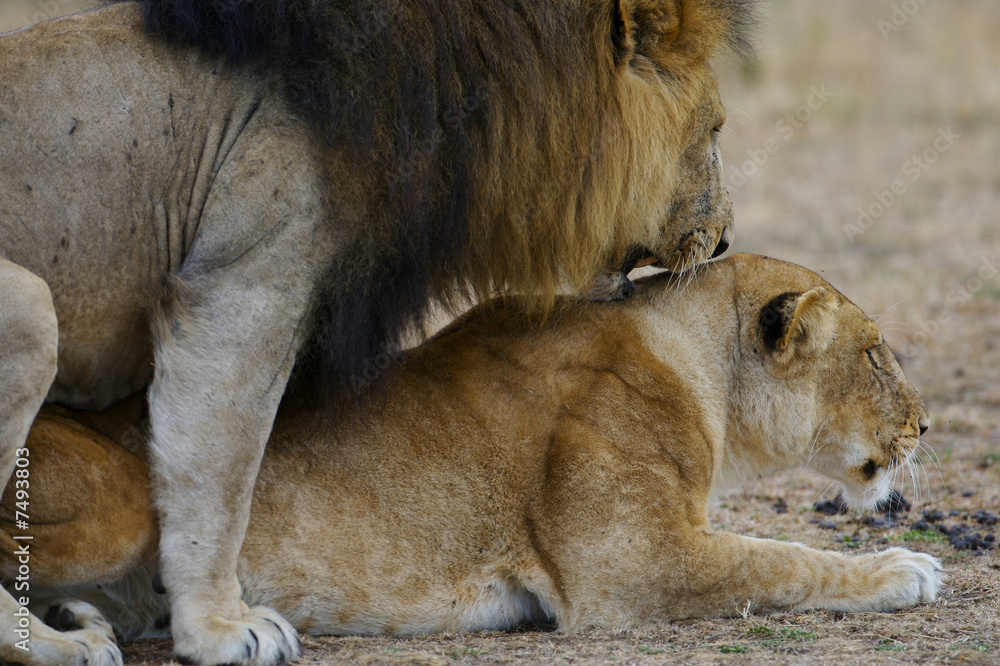 Naklejka premium African Lions