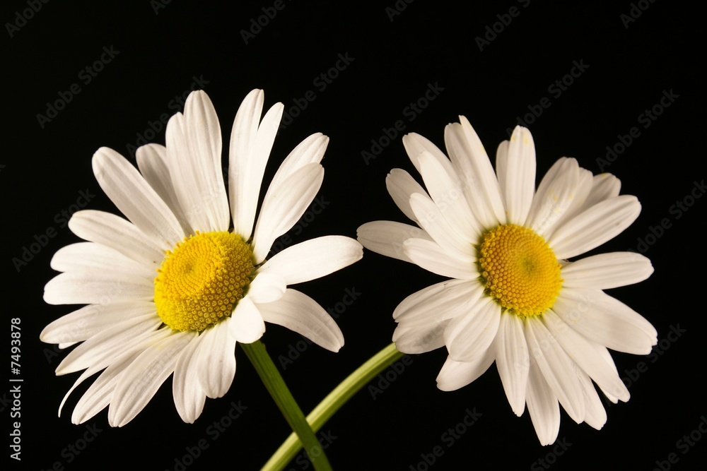 couple de marguerites amoureux couple de marguerites amoureux