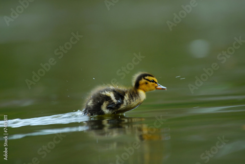 cute duckling