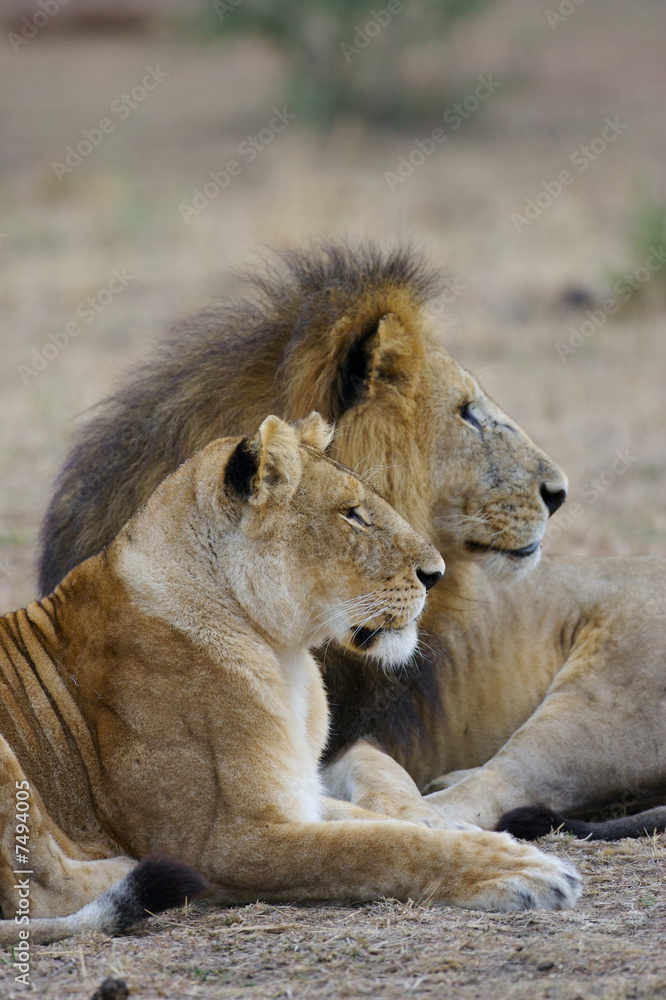 African Lions