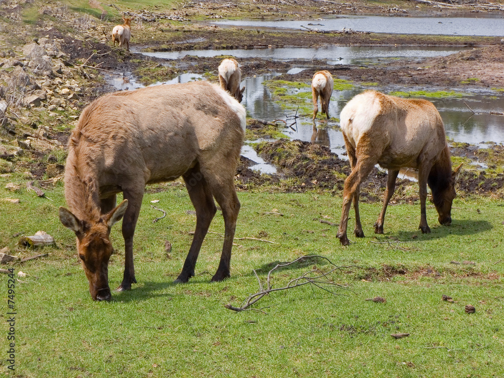 Fototapeta premium Grazing Elk