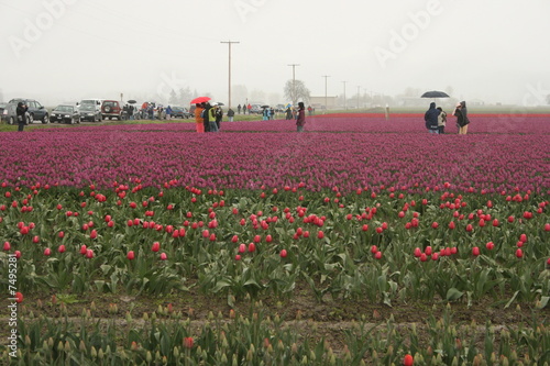 tulip festival