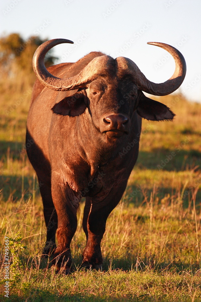 Cape Buffalo Bull (Syncerus caffer) Cape Buffalo Bull (Syncerus caffer)