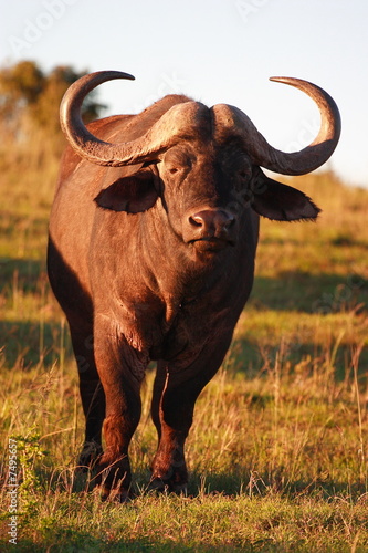 Cape Buffalo Bull  Syncerus caffer 