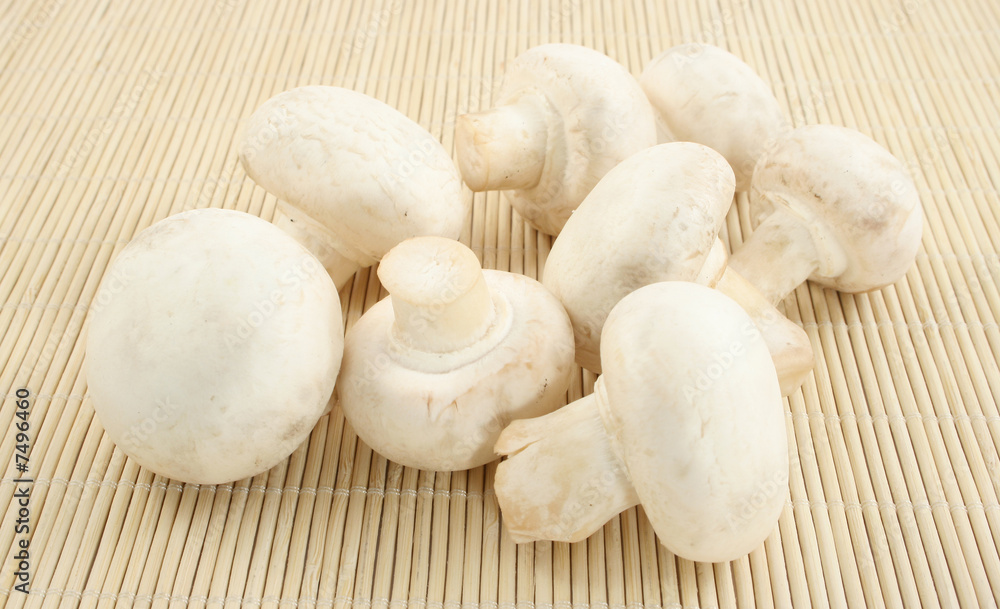 fungi fungi