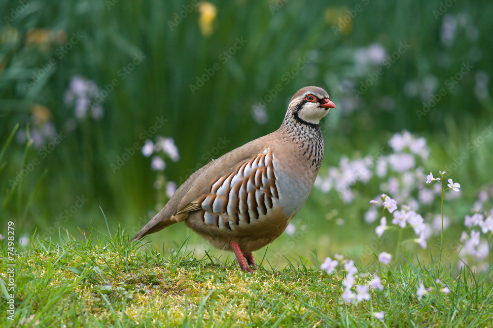 Red-legged partridge Red-legged partridge