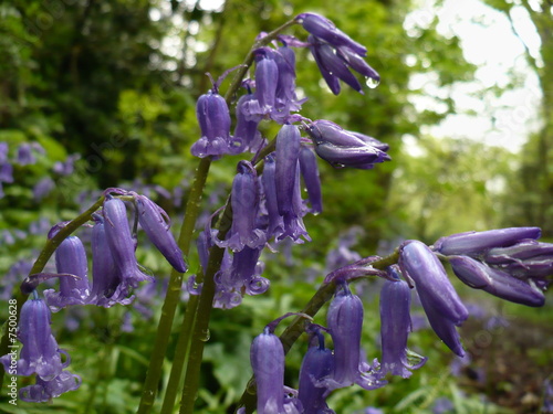 bluebells