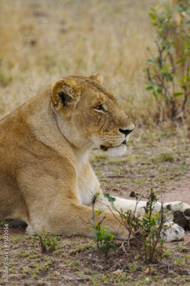 African Lions African Lions