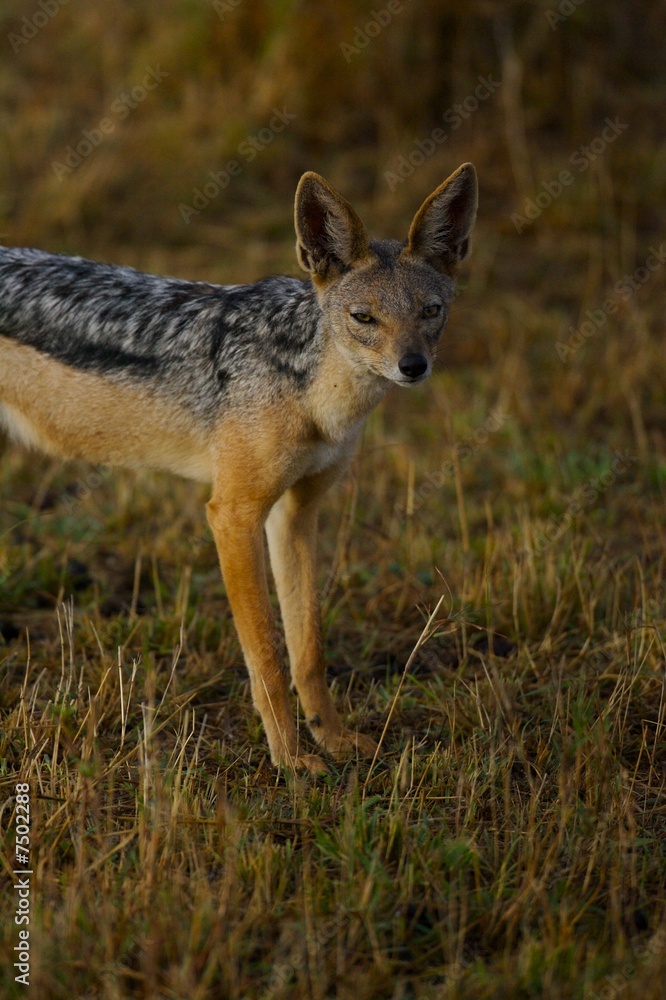 Jackal Jackal