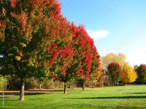 Trees in Autumn