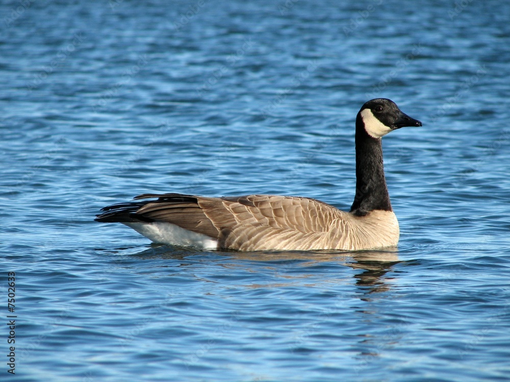Canadian Goose Swimming