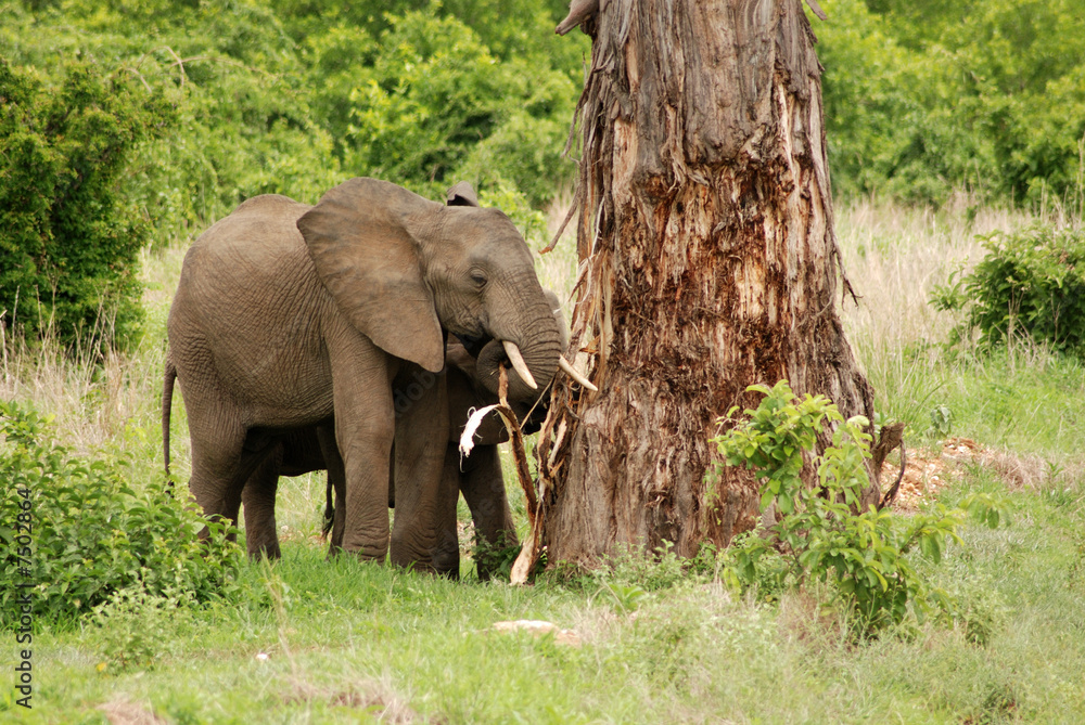 Elephant break baobab