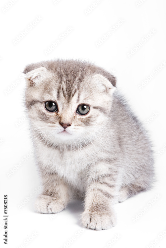 Obraz premium British kitten on white background